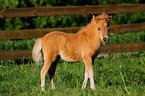 American Miniature Horse Fohlen