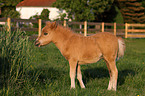 American Miniature Horse Fohlen