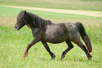 trabendes American Miniature Horse