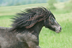 American Miniature Horse Portait