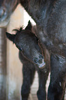 American Miniature Horse