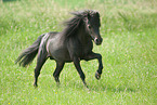 galoppierendes American Miniature Horse