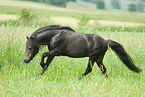 galoppierendes American Miniature Horse