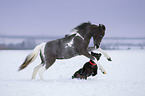 American Miniature Horse mit Hund