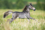 American Miniature Horse Fohlen