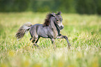 American Miniature Horse Fohlen