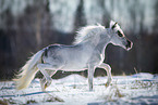 American Miniature Horse