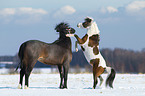 American Miniature Horse