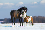 American Miniature Horse