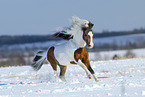 American Miniature Horse