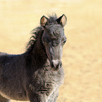 American Miniature Horse Fohlen