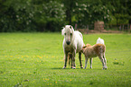 American Miniature Horses