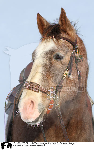 American Paint Horse Portrait / SS-26562