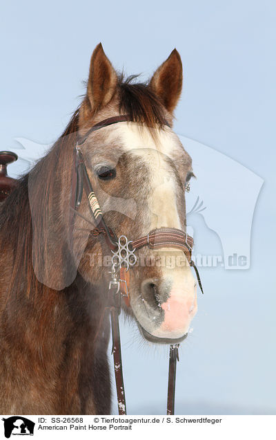 American Paint Horse Portrait / SS-26568
