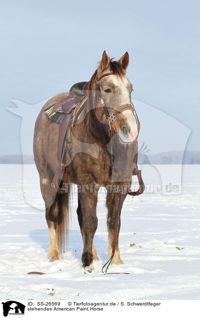 stehendes American Paint Horse / SS-26569