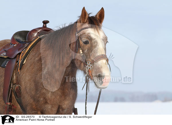 American Paint Horse Portrait / SS-26570
