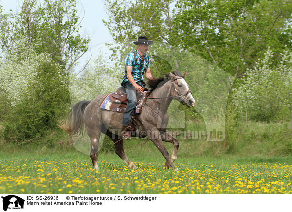Mann reitet American Paint Horse / SS-26936