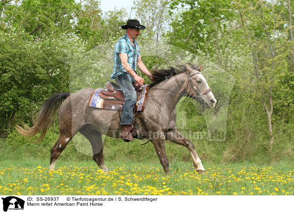 Mann reitet American Paint Horse / SS-26937