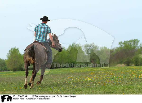 Mann reitet American Paint Horse / man rides American Paint Horse / SS-26941