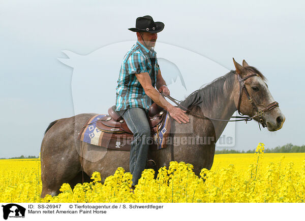 Mann reitet American Paint Horse / man rides American Paint Horse / SS-26947