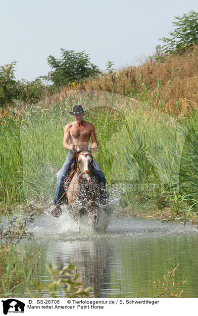 Mann reitet American Paint Horse / man rides American Paint Horse / SS-28706