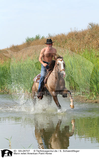 Mann reitet American Paint Horse / man rides American Paint Horse / SS-28707