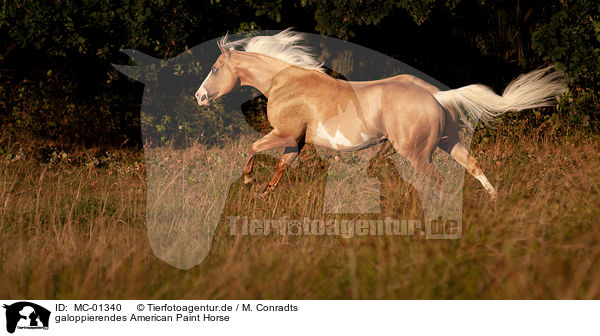 galoppierendes American Paint Horse / galloping American Paint Horse / MC-01340