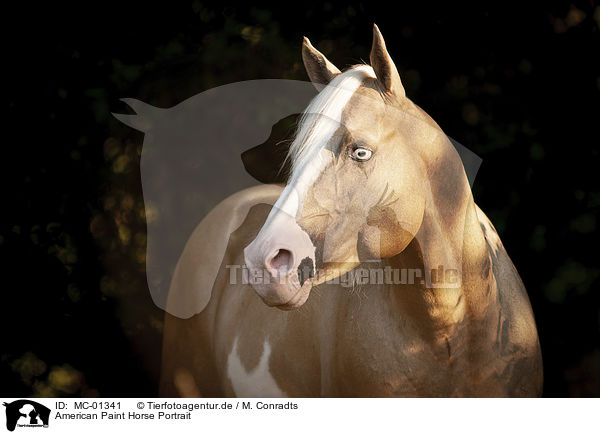 American Paint Horse Portrait / American Paint Horse portrait / MC-01341