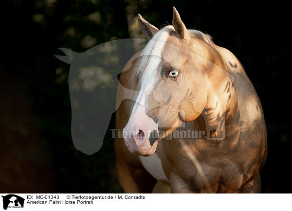 American Paint Horse Portrait / MC-01343