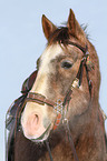 American Paint Horse Portrait