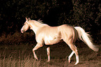 trabendes American Paint Horse