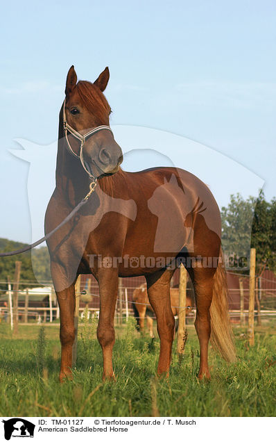 American Saddlebred Horse / TM-01127