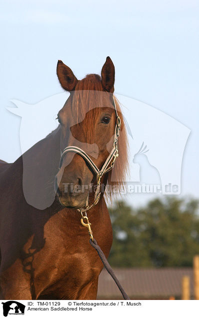 American Saddlebred Horse / TM-01129