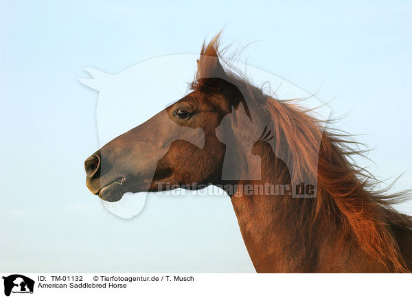 American Saddlebred Horse / TM-01132
