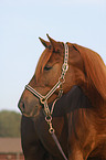 American Saddlebred Horse