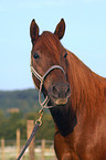 American Saddlebred Horse