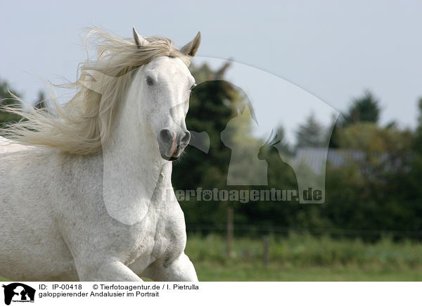 galoppierender Andalusier im Portrait / running horse / IP-00418