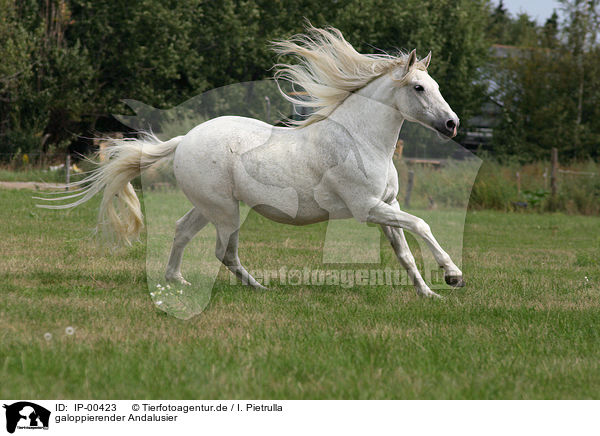 galoppierender Andalusier / running horse / IP-00423