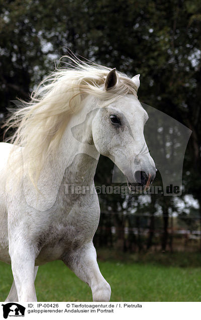galoppierender Andalusier im Portrait / running horse / IP-00426