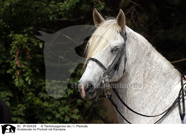 Andalusier im Portrait mit Kandare / Andalusian Horse Portrait / IP-00428