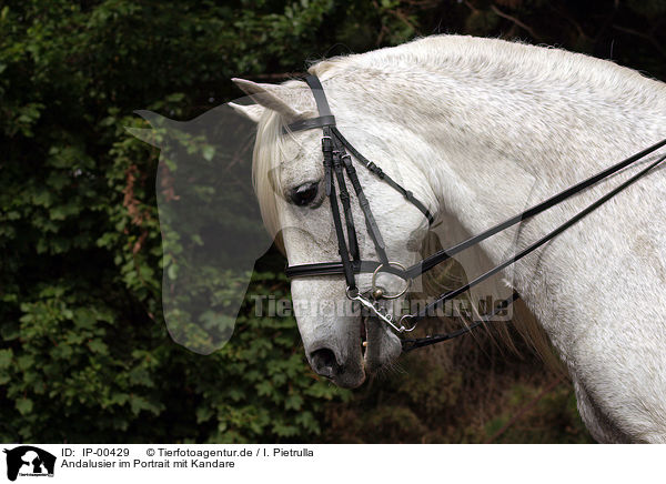 Andalusier im Portrait mit Kandare / Andalusian Horse Portrait / IP-00429