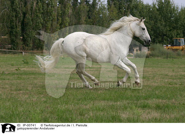 galoppierender Andalusier / running horse / IP-00741
