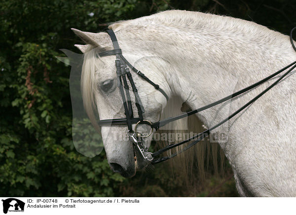 Andalusier im Portrait / Andalusian Portrait / IP-00748