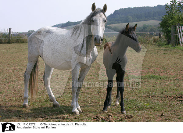 Andalusier Stute mit Fohlen / PRE mare with foal / IP-01272