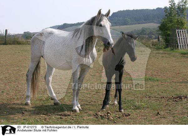 Andalusier Stute mit Fohlen / PRE mare with foal / IP-01273