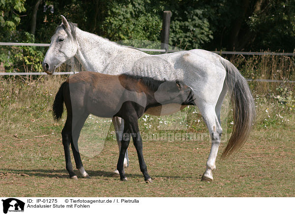 Andalusier Stute mit Fohlen / PRE mare with foal / IP-01275