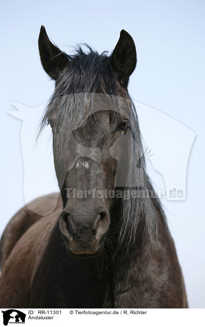 Andalusier / Andalusian horse / RR-11301