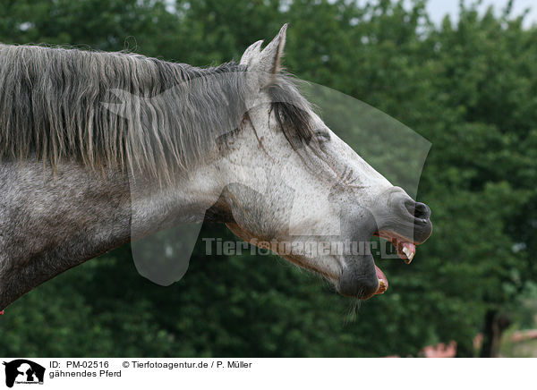 ghnendes Pferd / yawning horse / PM-02516
