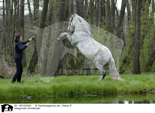 steigender Andalusier / rearing Andalusian Horse / AP-02492