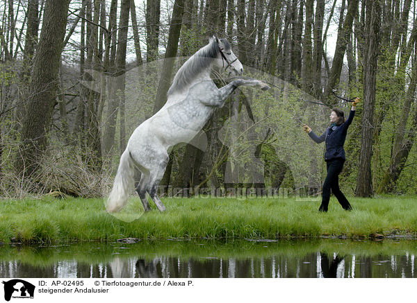 steigender Andalusier / AP-02495